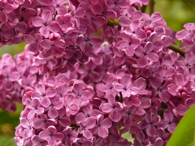 common purple lilac