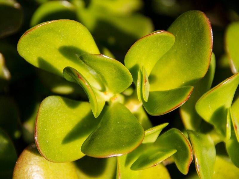 crassula ovata succulent