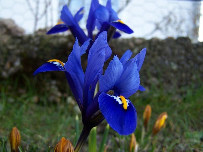 crested iris flower
