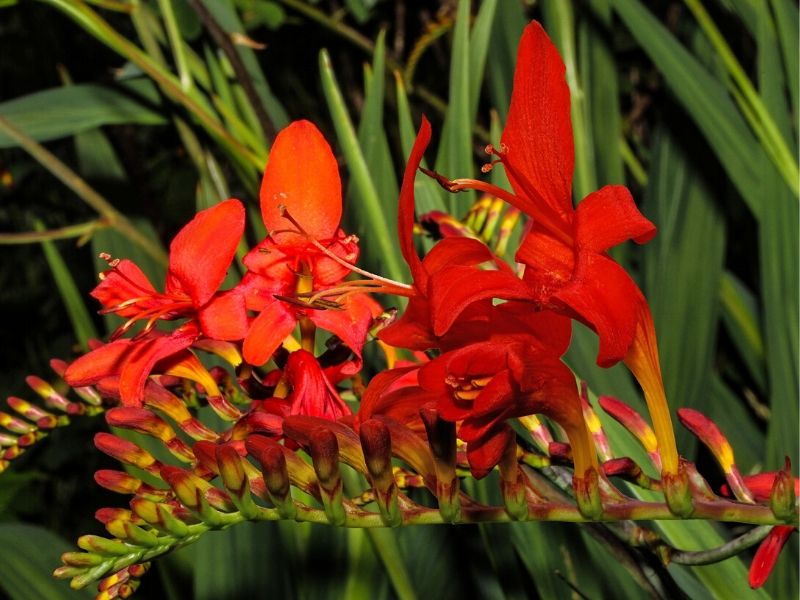 crocosmia emberglow