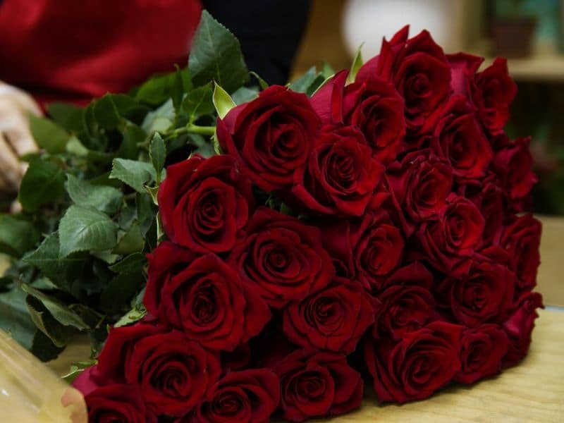 deep red roses