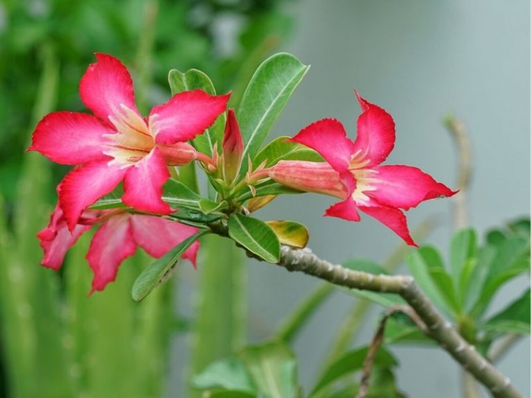 Desert Rose (Adenium Obesum) Bonsai: How to Plant Grow and Care | Florgeous