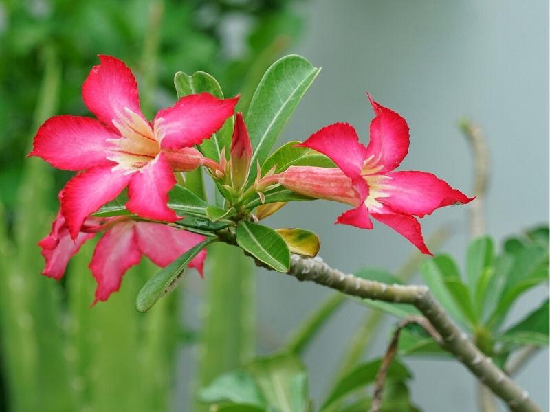 desert rose succulent