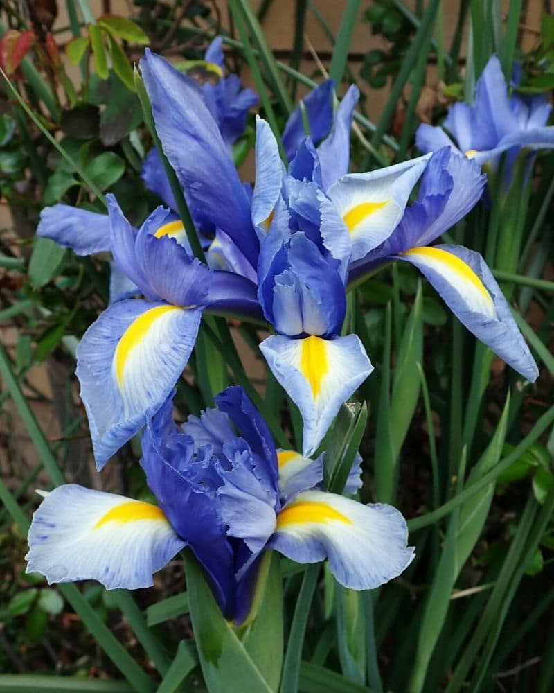 dutch iris