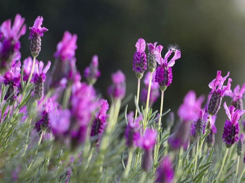 english lavender