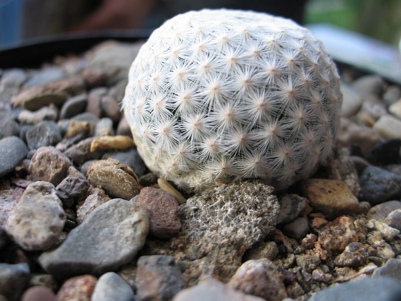 feather cactus