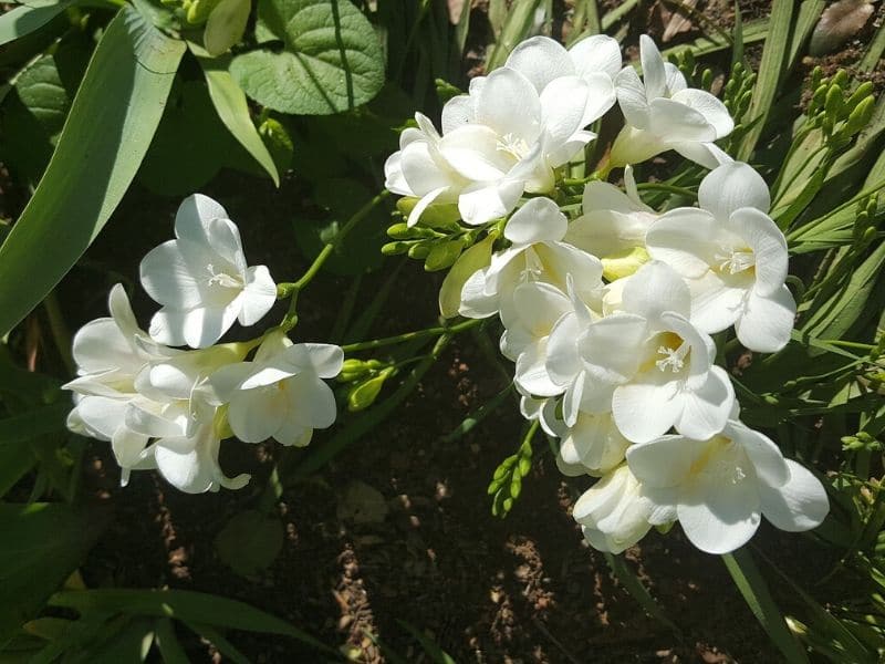 freesia leichtlinii