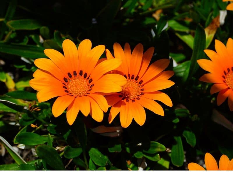 gazania rigens