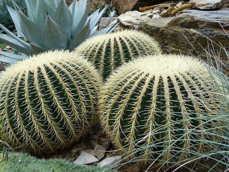 golden barrel cactus