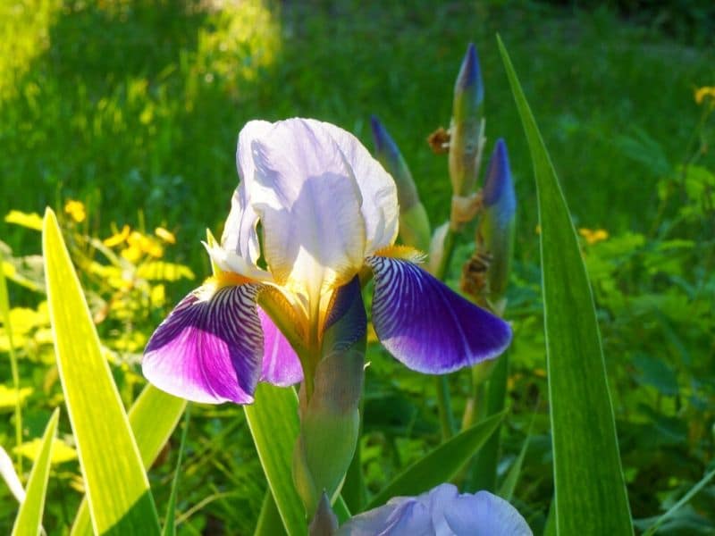 growing irises