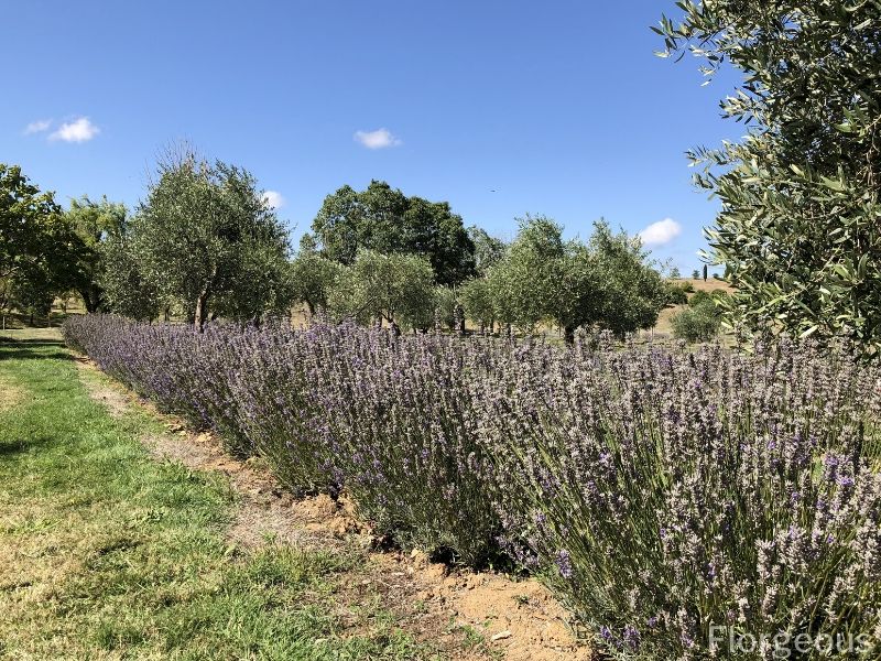 Growing Lavenders