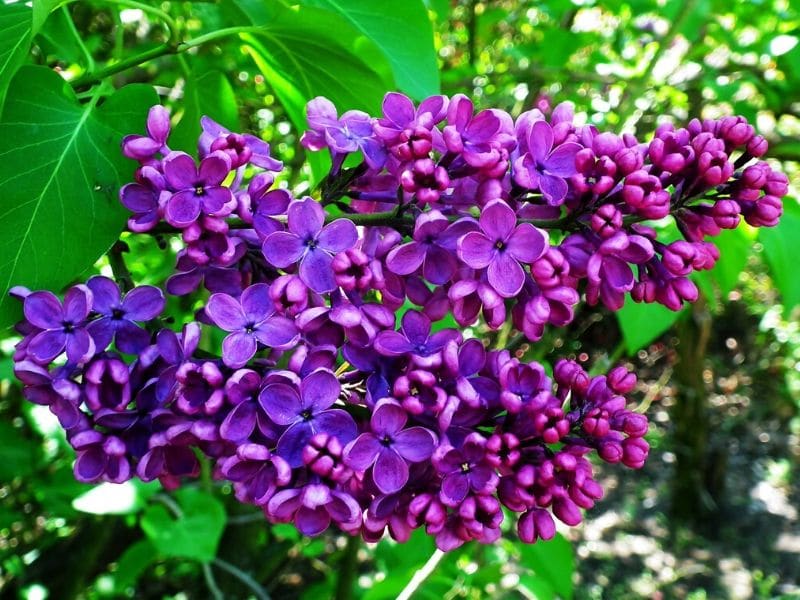 growing lilac