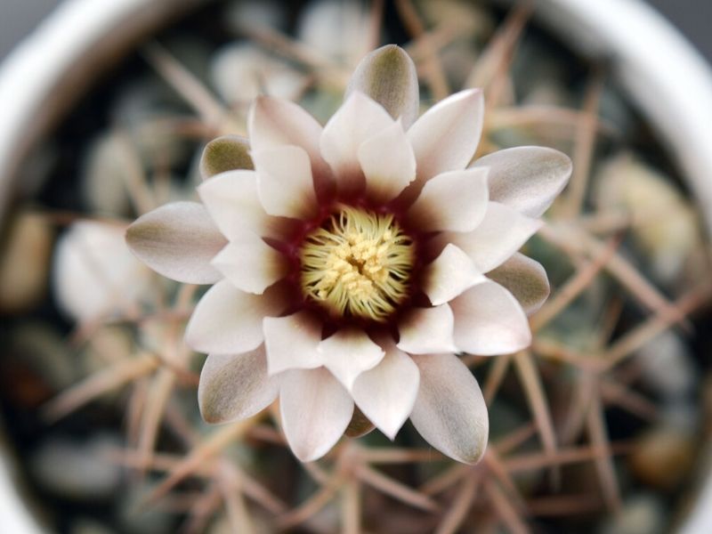 gymnocalycium stellatum flowering cactus