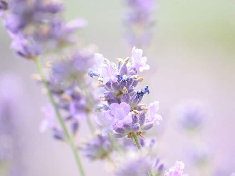 hidcote giant lavender