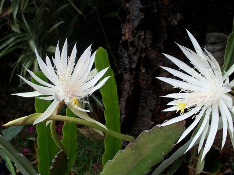 hookers orchid cactus