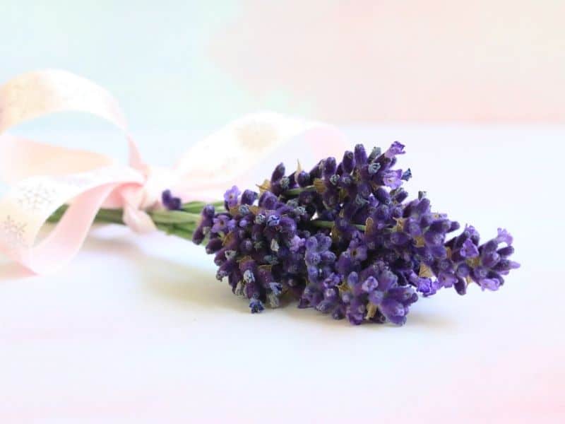 impress purple lavender