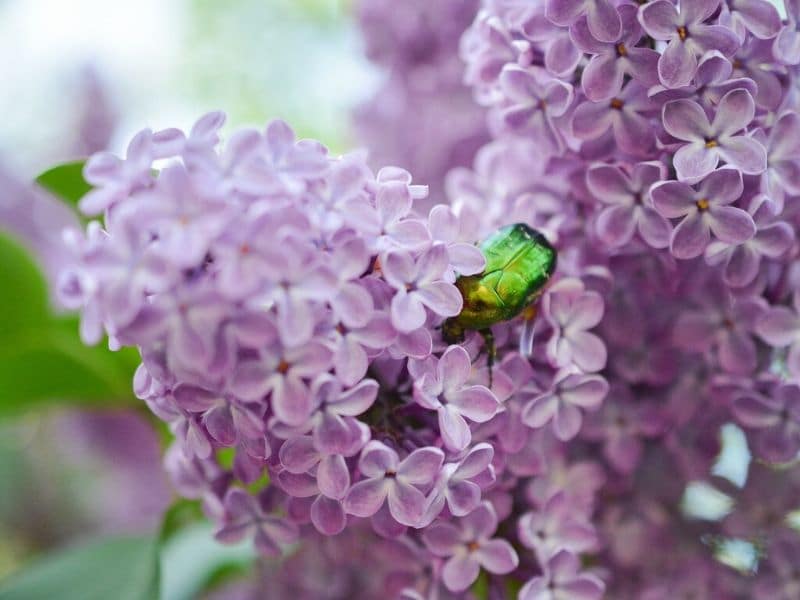 insect in lilac flowers