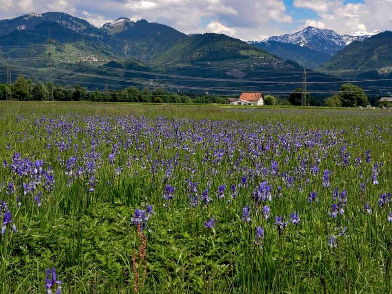 iris flower field