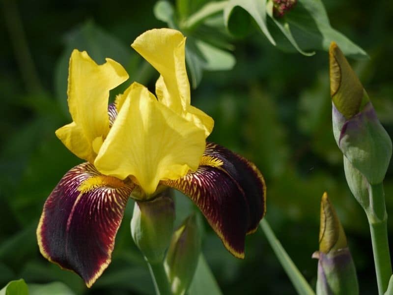 iris flower season