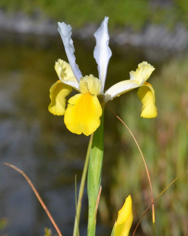 iris hollandica apollo