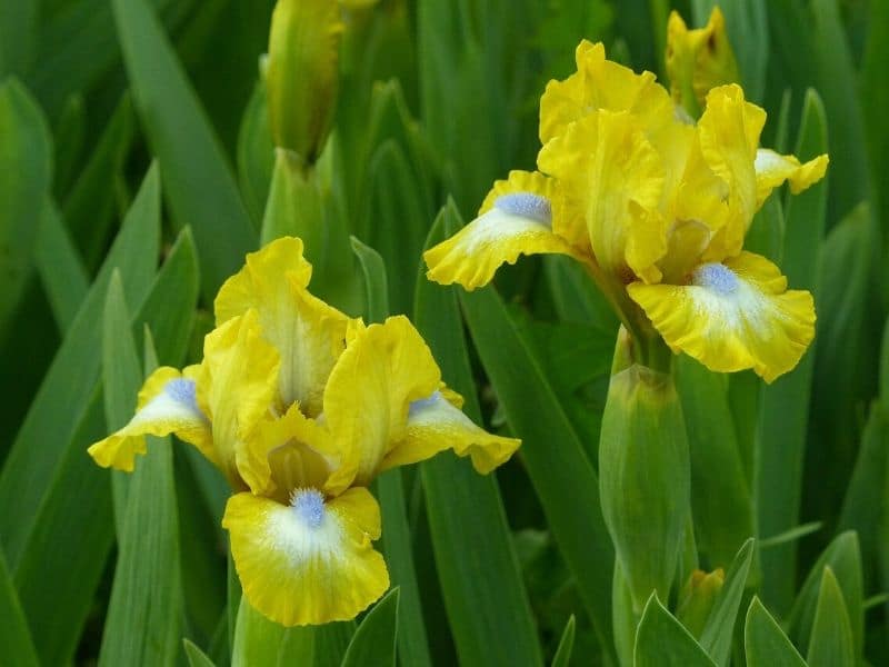 iris leaves