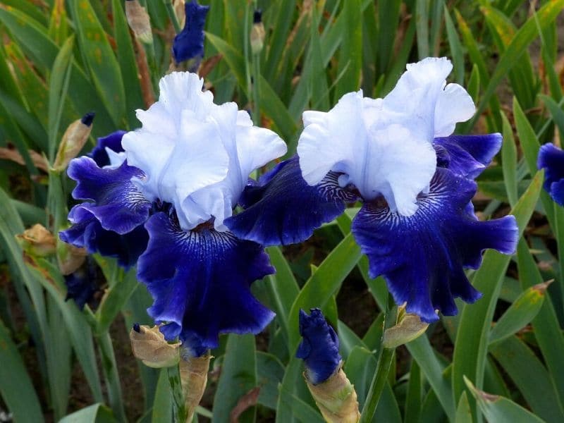 iris varieties
