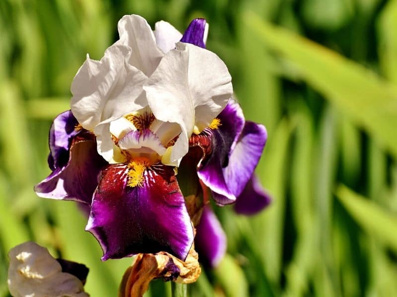 iris with yellow accent