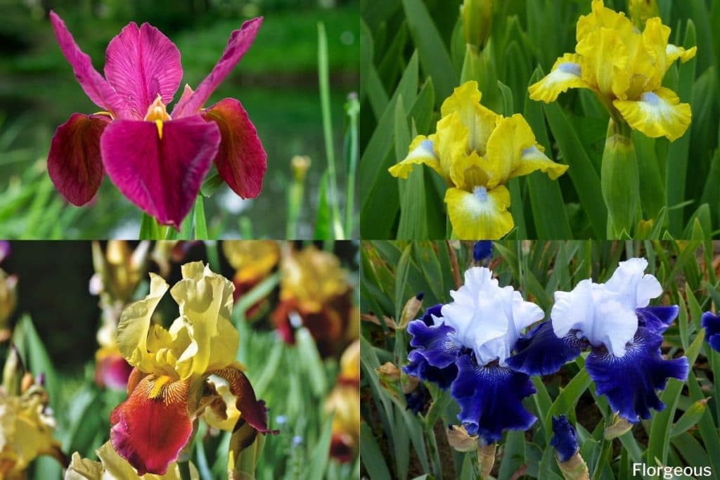 Iris Flower And Plant Types Pictures How To Grow And Care Florgeous