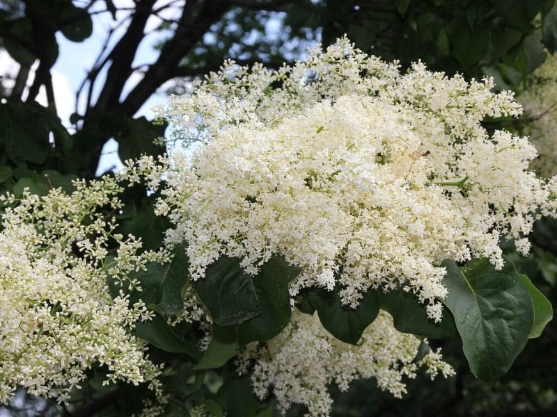 japanese tree lilac