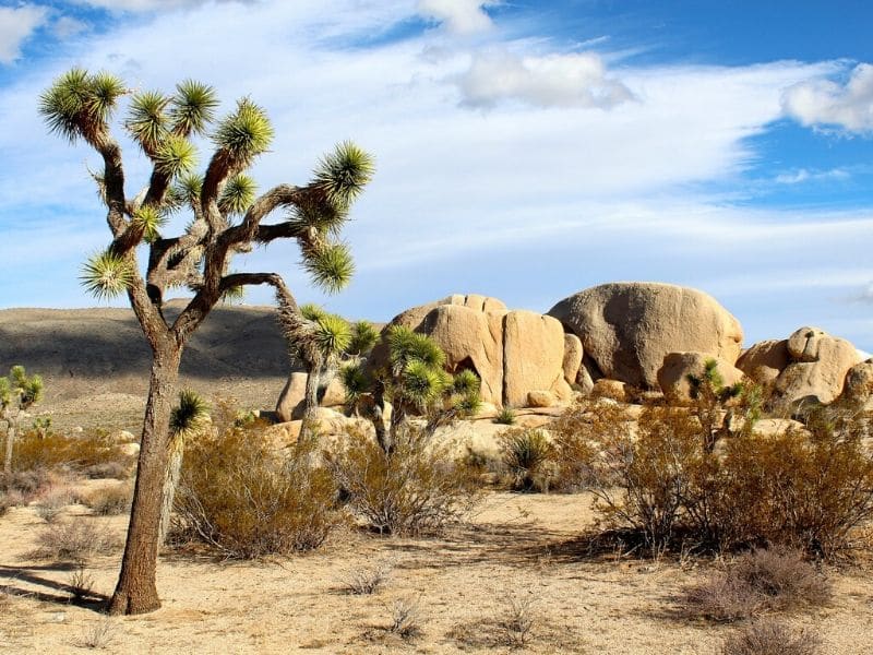 joshua tree