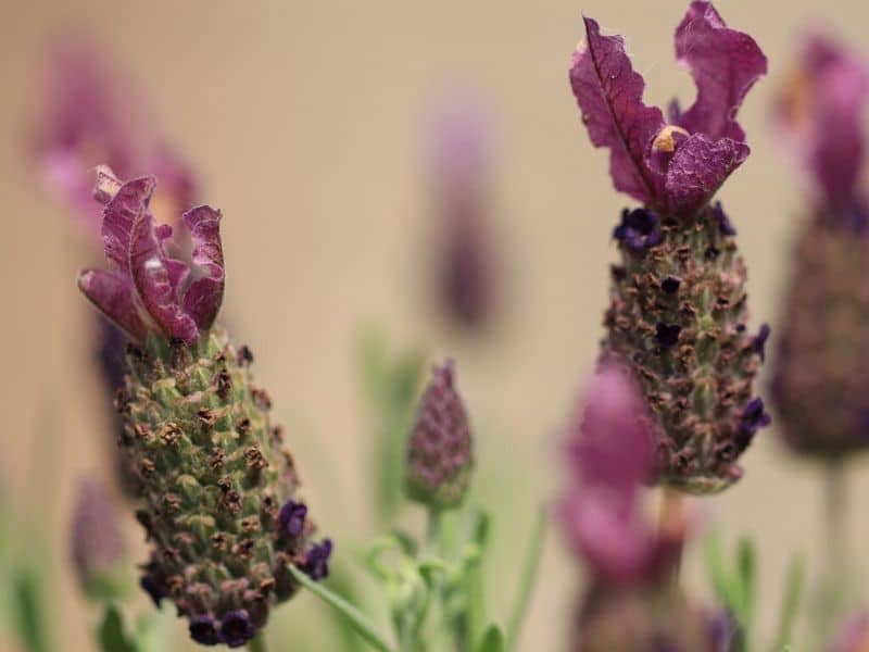 kew red lavender