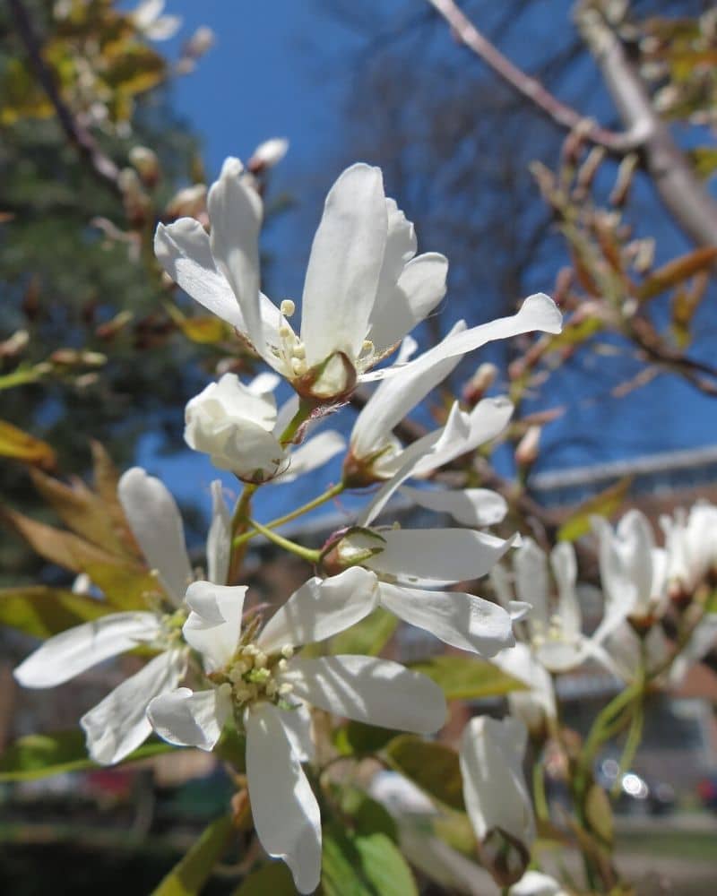 kobus magnolia