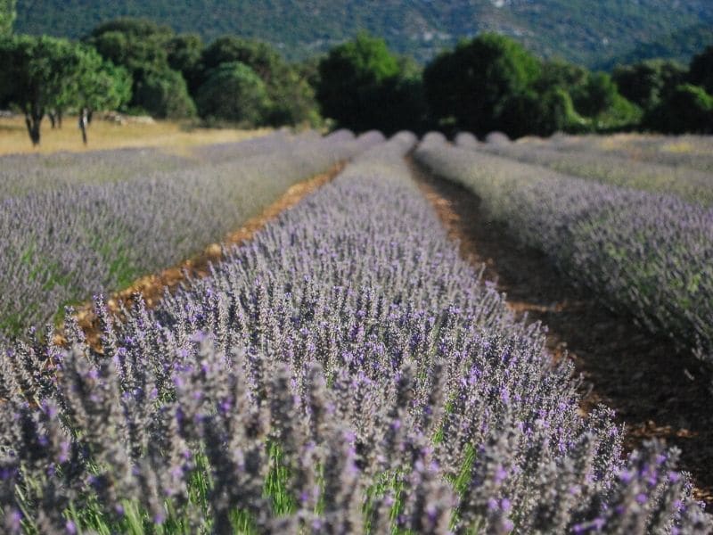 lavandin lavender