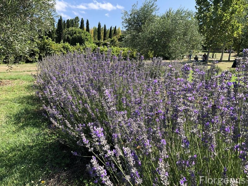 Lavandula