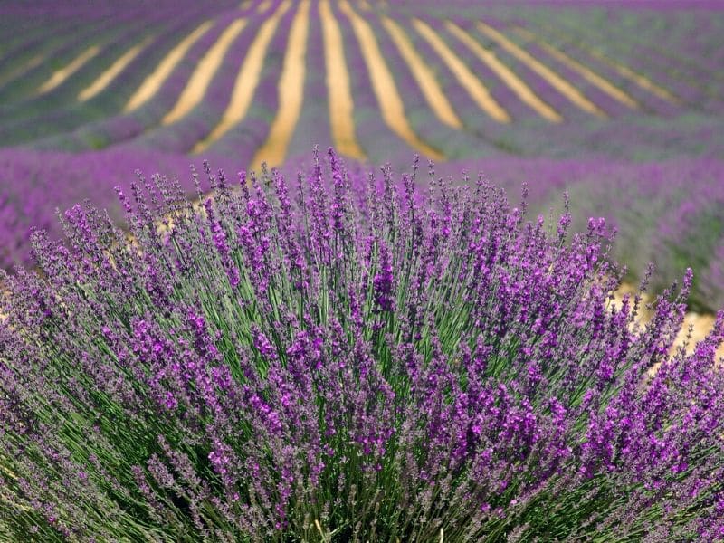 lavender field