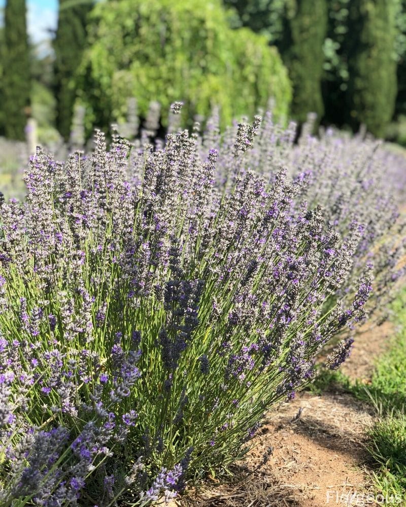 lavender-flower-meaning-and-symbolism-let-it-fascinate-you-florgeous