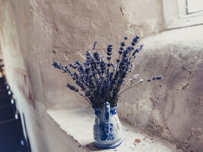 lavender in a flower vase