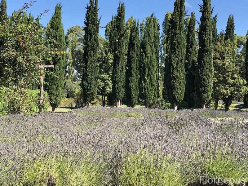 lavender plants