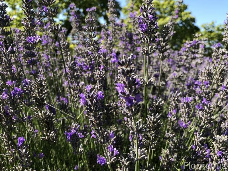 lavender shrub