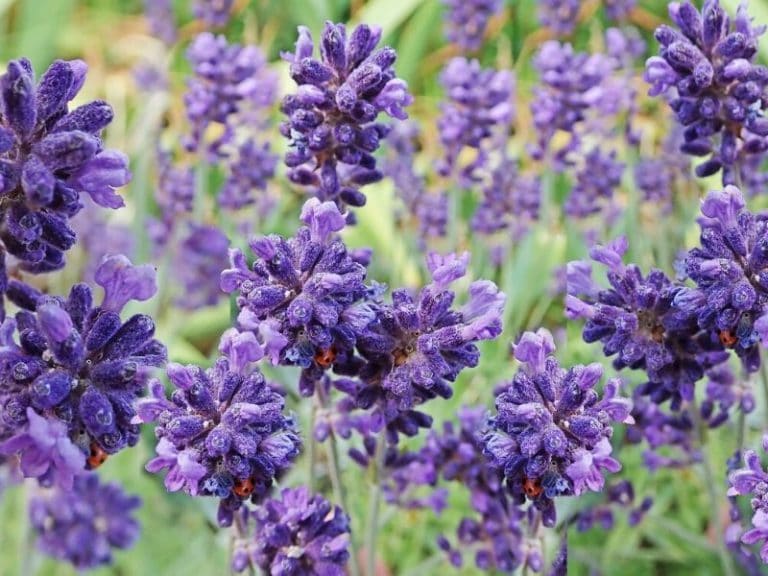 7 Types of Lavender Plants and 25 Varieties You Can Grow | Florgeous