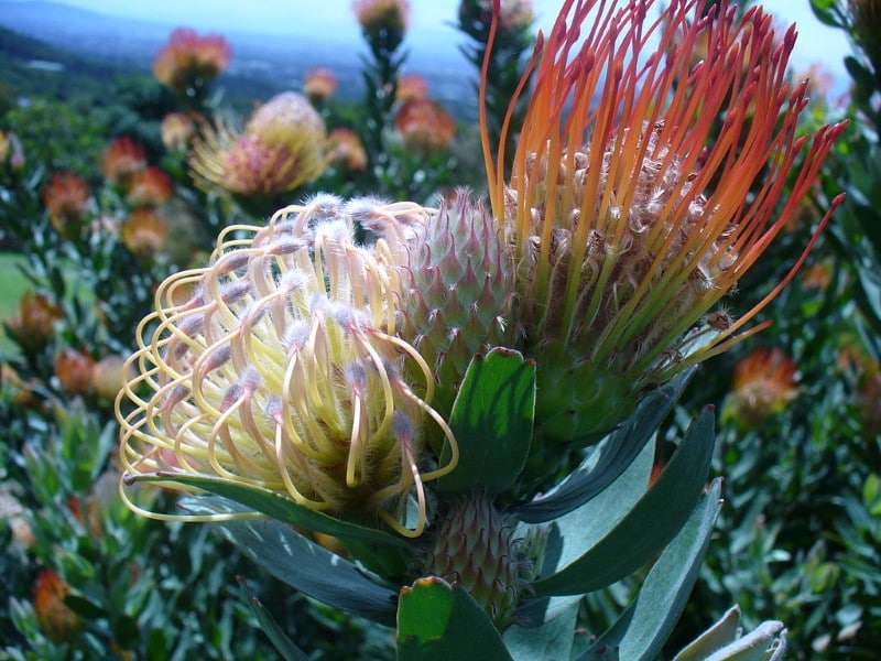 Leucospermum gueinzii