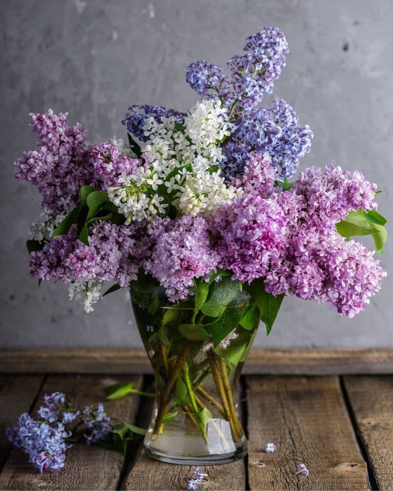 lilac bouquet