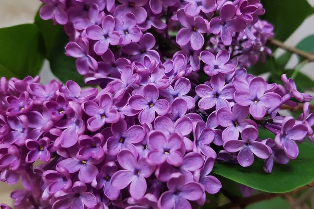 Lilac Syringa Vulgaris Types How To Grow Care Florgeous