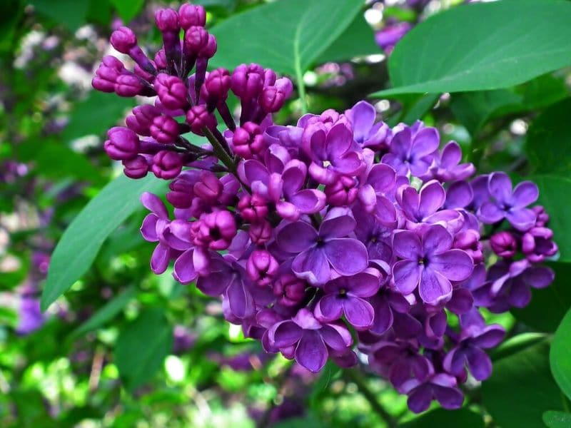 Beautiful Meaning And Symbolism Of Lilac Flower Color Florgeous