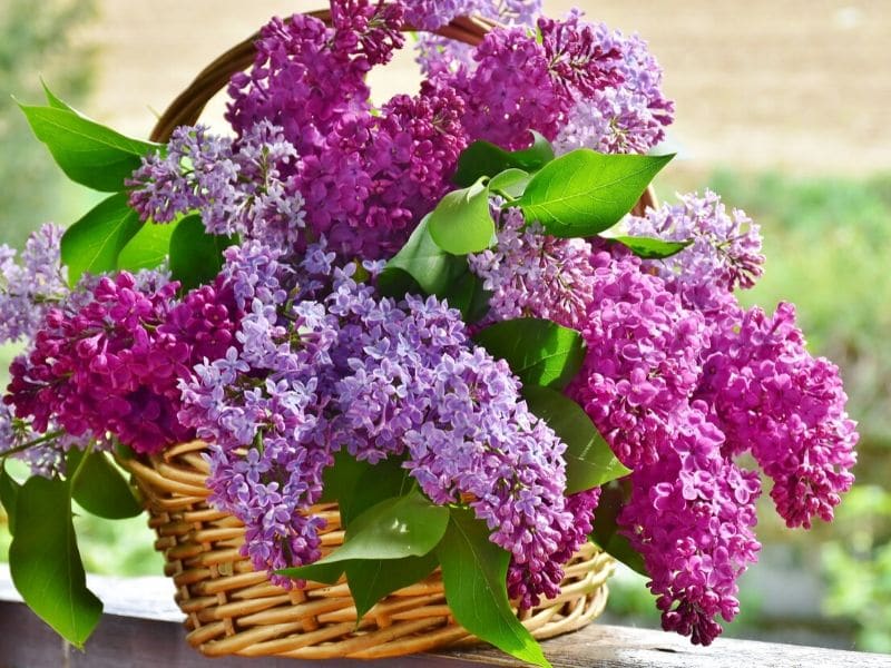 lilac flowers in a basket