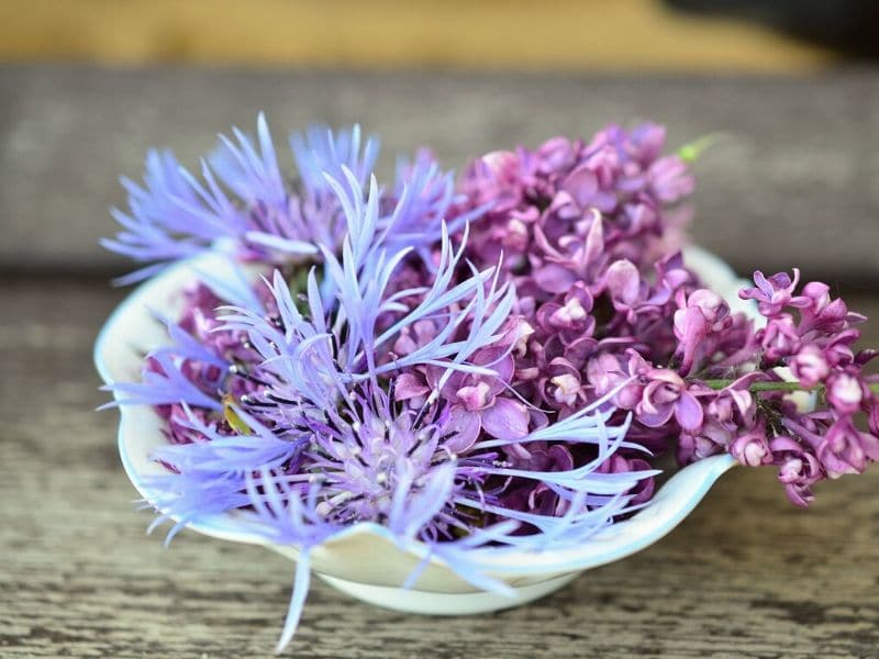 lilac in a bowl