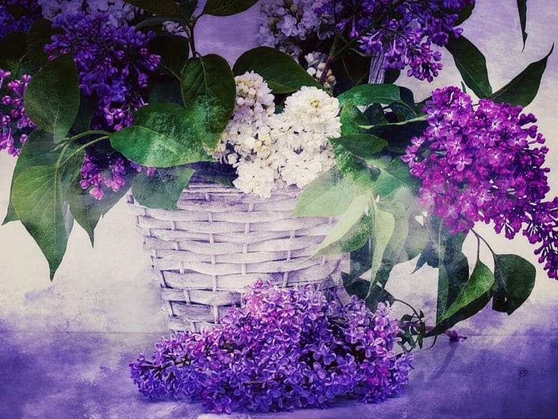 lilac in a flower vase