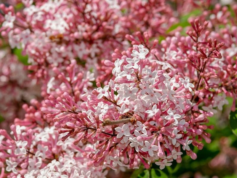 littleleaf lilac