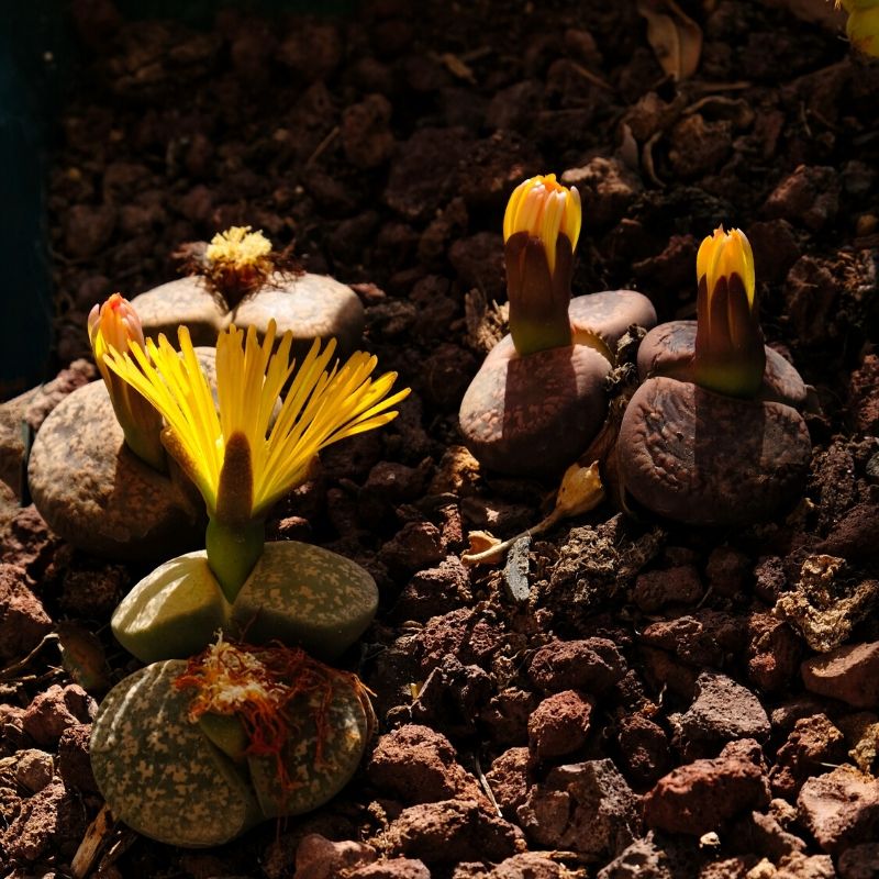 living stone succulent