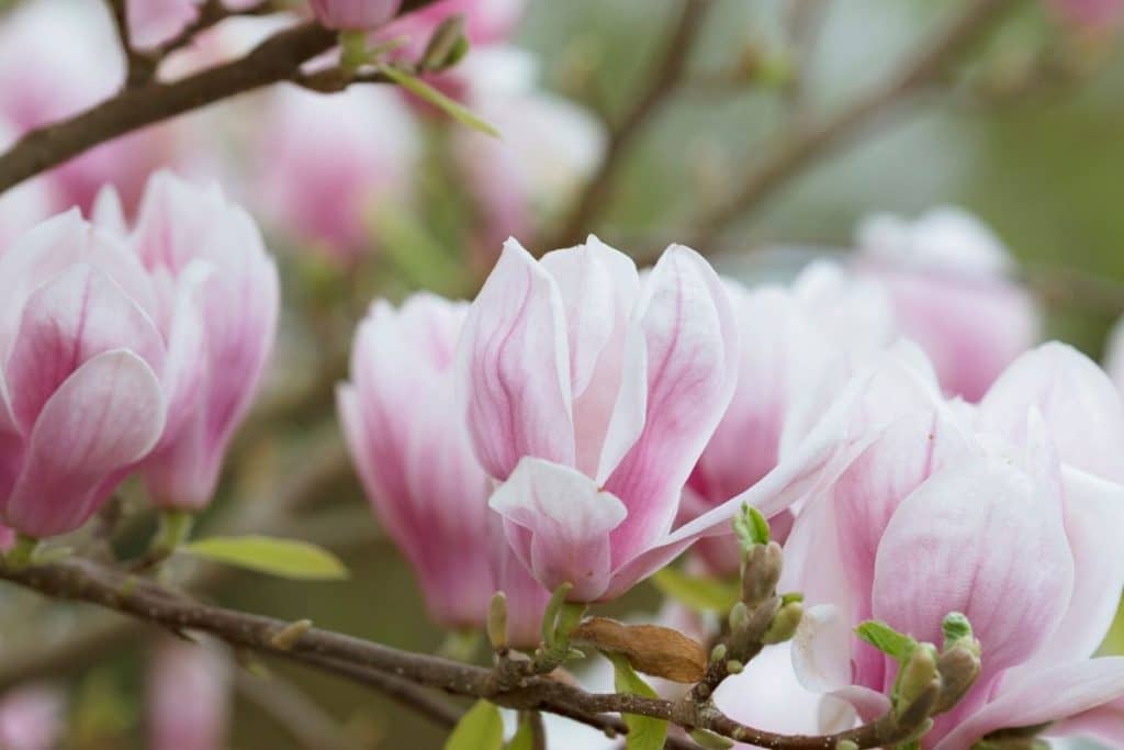 pink magnolia flower tree